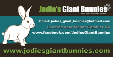 Jodie's Giant Bunnies - Giant Flemish Rabbit Breeder - Mount Gambier, SA