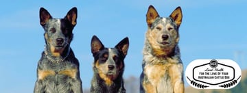 Australian Cattle Dog Land - Australian Cattle Dog Lovers - Advice & Information