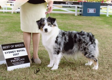 Leesway Australian Shepherds - Australian Shepherd Breeder - Glenorie, NSW