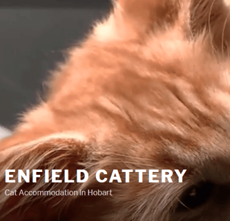 Hobart Cattery - Cat Boarding - Hobart, TAS