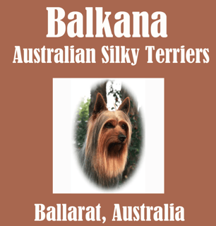 Balkana Kennels - Australian Silky Terrier Breeder - Ballarat, VIC