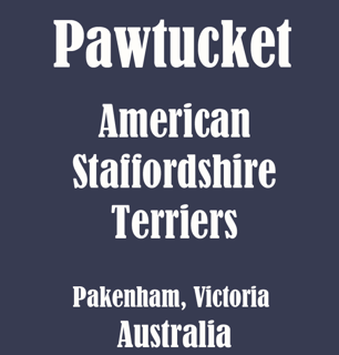 Pawtucket Amstaffs - American Staffordshire Terrier Breeder - Pakenham, Victoria