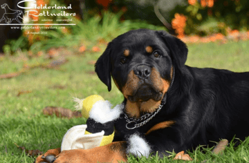 GELDERLAND ROTTWEILERS - Rottweiler Breeder - Perth, WA