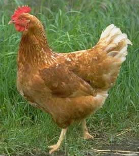 Hen Power Australia - Online Poultry Advice 