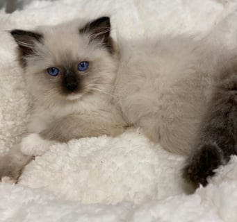 Jimaline Ragdolls - Ragdoll Cat Breeder - DROUIN Victoria