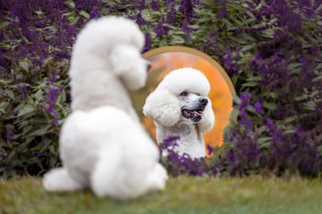 Furtographer - Pet Photographer