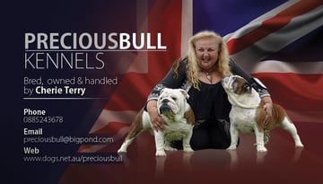 Preciousbull Kennels - British Bulldog Breeder - Lewiston, SA 