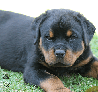Jamzaaba Rottweilers