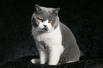 Reshky British Shorthair's and Scottish Folds - Brisbane