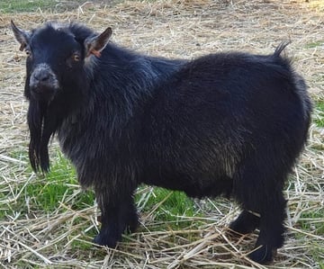 Plumbago WA Pygmies -Registered Pygmy Goat Breeder - National Pygmy Goat Association of Australia Inc