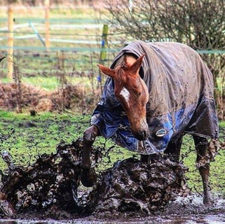 WeatherBeeta - Rugs & Coats for Horses & Dogs - Online & Stockists Australia Wide