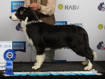 Kirkaldy Border Collies - Border Collie Breeder - Geelong, Victoria