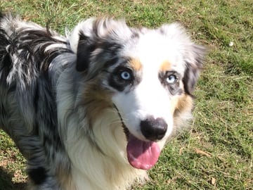 Mistique Australian Shepherds - Cooranbong, NSW