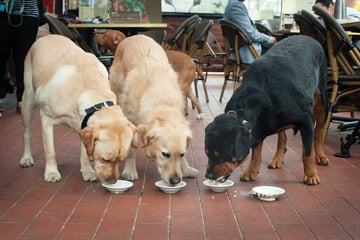 The Pancake Parlour - Dog Friendly Cafe, Melbourne 