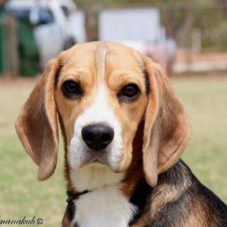 Sligrachan Beagles - Beagle Breeder - Perth, WA