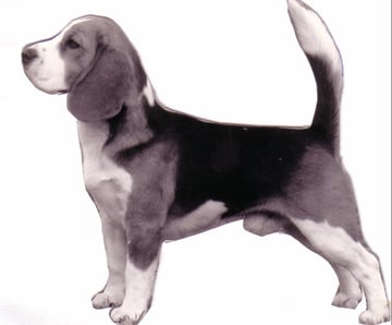 Sligrachan Beagles - Beagle Breeder - Perth, WA