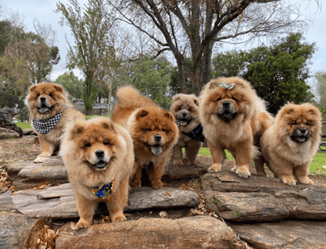 Chow Chow Club of Victoria