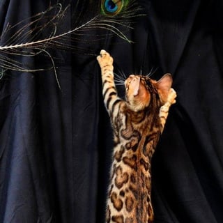 Aziz Bengal Cattery - Bengal Cat Breeder,  Hunter Valley