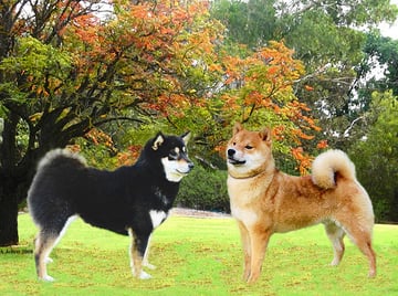 Sherae Kennels - Chow Chows & Shiba Inu Breeders, Boarding, Transport - Perth