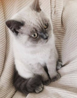 Poesie De British Shorthair Cats