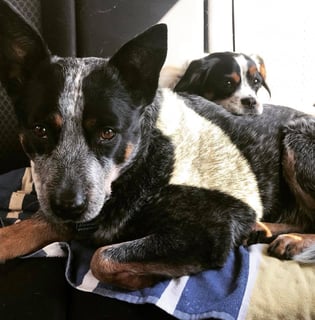 Perfect Pets - Your Ethical Pet Directory