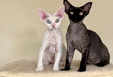 Catticus - Devon Rex Breeder, Sydney