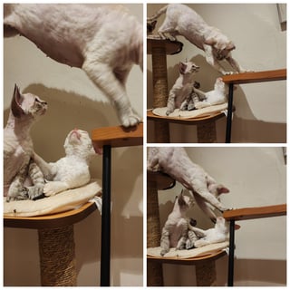 Catticus - Devon Rex Breeder, Sydney