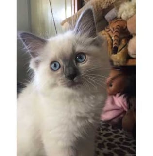 Bellarosetta Ragdolls - Ragdoll Cat Breeder - Sydney