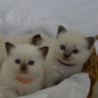 Bellarosetta Ragdolls - Ragdoll Cat Breeder 