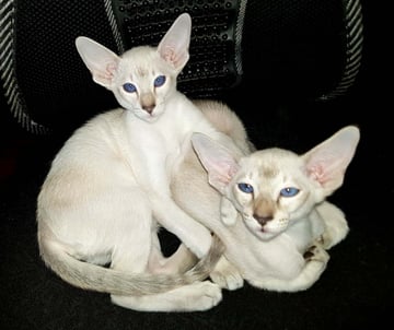 Siamhappy Cattery - Siamese Cat Breeder - Perth, Western Australia