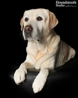 Celabration - Labrador Retriever Breeder - Perth, WA