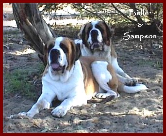 Desaix Kennels - St Bernard Breeder - Perth, WA