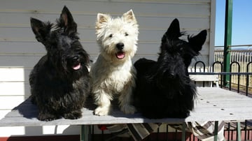 Kanyas Kennels - Scottish Terrier & West Highland White Terrier Breeder - Yarra Valley, VIC