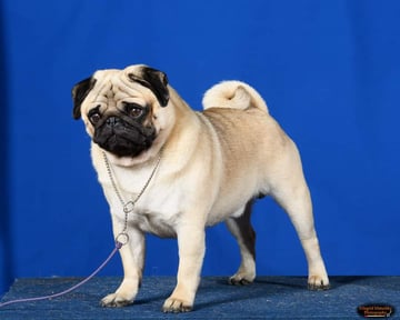 Ambaron Pugs - Pug Breeder - Gold Coast, QLD