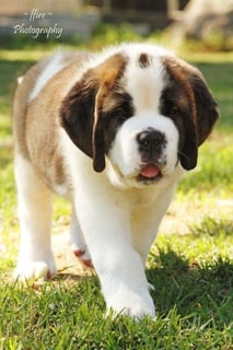 Draycan Kennels - St Bernard & Cavalier King Charles Spaniel Breeder - Brisbane, QLD