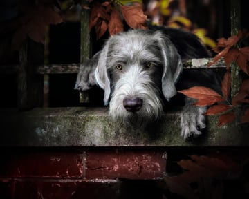 Grausturm Kennels - wirehaired Slovakian pointer and  Weimaraner Breeder - Hobart, TAS