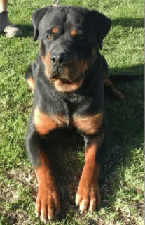 Gods Miracles - German Shepherd & Rottweiler Breeder - Camden, NSW