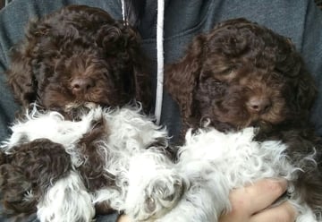 Lagotto Romagnolo Breeder - Sth West Victoria, Luv-a-Lagotto lagotto