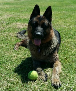 Maxdawn German Shepherd Breeder - QLD