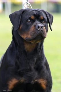 Vanaheim Kennels - Rottweiler Breeder - Sydney, NSW