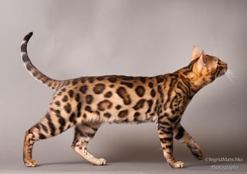 Bansuli Bengals - Bengal Cat Breeder - Adelaide, SA