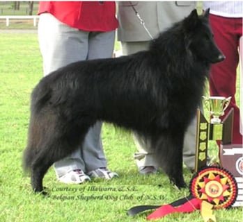 Belgians @ Belgenbeau - Belgian Shepherd Breeder - Qld