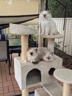 Sunsoar Cattery - Birman Cat Breeder 