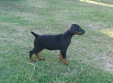 Darkashadows Bobtail Dobermanns - Sunshine Coast, QLD