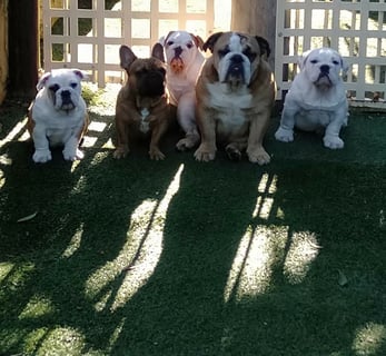 Allegreto  - British Bulldog & French Bulldogs