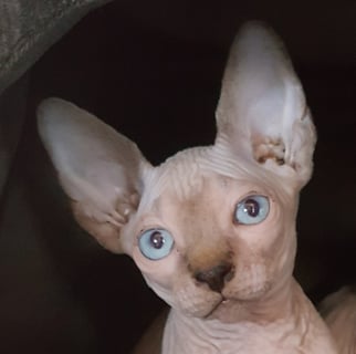 Skinnydippin Sphynx - Sphynx Breeder - Adelaide, SA 