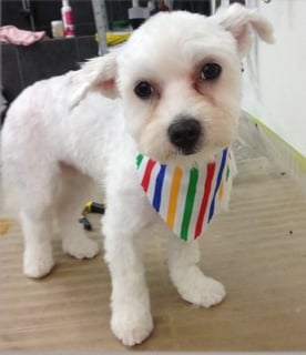 Pet Groomers, dog washing, clipping & grooming - Inner West - Sydney