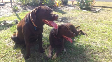 Rokeby Labradors - Labrador Retreiver Breeder-Hervey Bay QLD