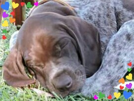 Smackpoint German Shorthaired Pointers - Grenfell, NSW