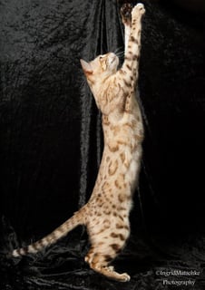 Adabel Snow Bengals - Bengal Cat Breeder - Adelaide, South Australia